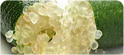 NATIVE FINGER LIME POWDER