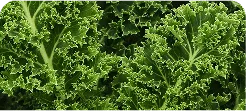 ORGANIC KALE POWDER